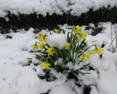 Spring snow